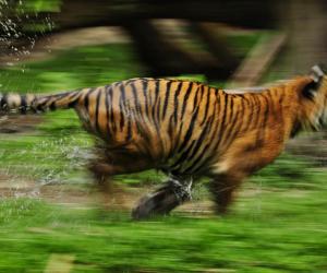 Buffalo and Tiger Have a Heated Stare Down Before The King of the Jungle Decides Its Not Worth The Fight