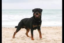 12 Reasons Rottweilers Are the Best Guard Dogs