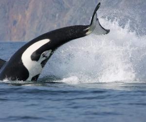 Killer Whale With a Case of the Mondays Tail Slaps a Stingray Into Tomorrow