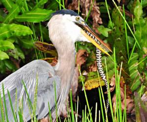 Watch a Great Blue Heron Spear a Rodent Hiding Underground With Pinpoint Accuracy