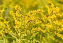 The 11 Most Colorful Fall-Blooming Flowers in Idaho