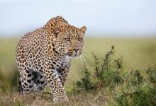 Leopard Cub Practices Its Hunting Skills by Stalking Its Mother and Playing With Her Tail