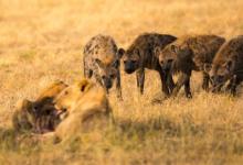 A Coalition of Hyenas Take on Young Lions to Rescue One Of Their Own Cubs