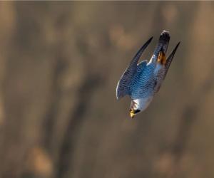 Discover the Top 6 Fastest Birds in England (And Where You Can Find Them)