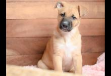 Black Mouth Cur Progression: Growth, Milestones, and Training Tips