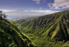 Termites in Hawaii: Types, Risks, and How to Prevent Them