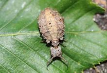 How To Identify Bugs With Wings that Look Like Ants