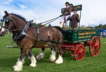 See Just How Big the World's Tallest Horse Is in This Up-Close Video (Weighs More Than an SUV!)