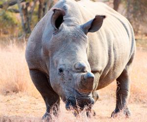 Florida Zoo Welcomes Baby Southern White Rhino