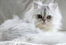 Persian Cat Colors: Rarest to Most Common