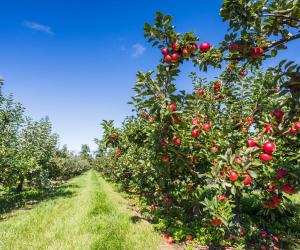 Apple Picking in Massachusetts: The 20 Best Orchards and Farms