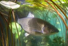 The Largest Grass Carp Ever Caught in Illinois Was a Water Goliath