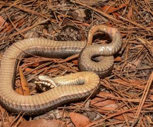 Hognose Snake Size Comparison: Just How Big Do They Get?