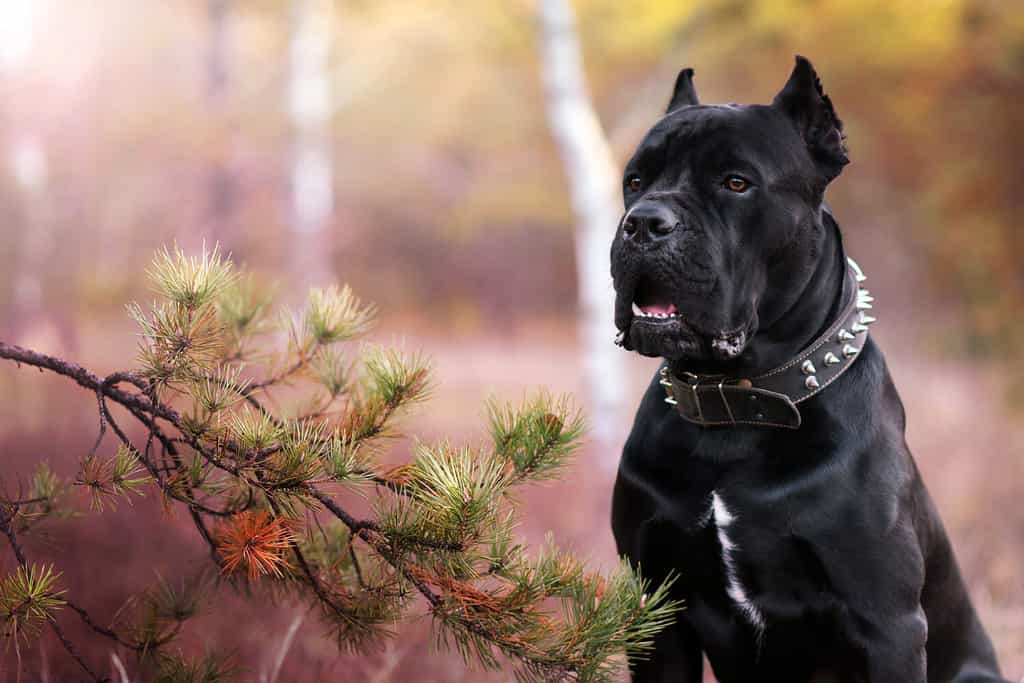 Discover the 15 Strongest Bite Forces of Animals Found in England