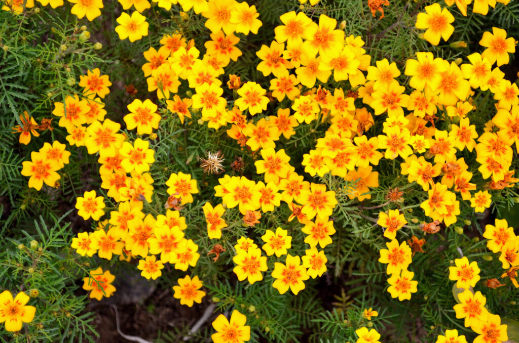 The 12 Most Colorful Fall-Blooming Flowers in Colorado