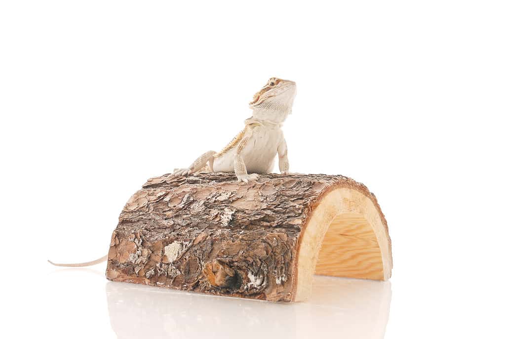 10 Great and Safe Toys for a Happy Bearded Dragon