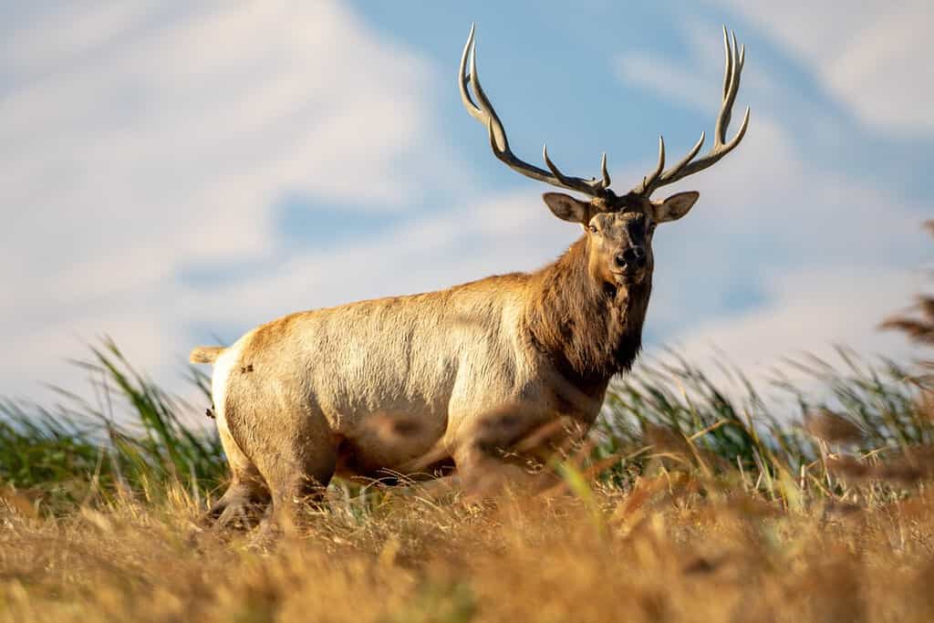 Huge Bull Elk Aggressively Barrels at a Man And Shows His Horns