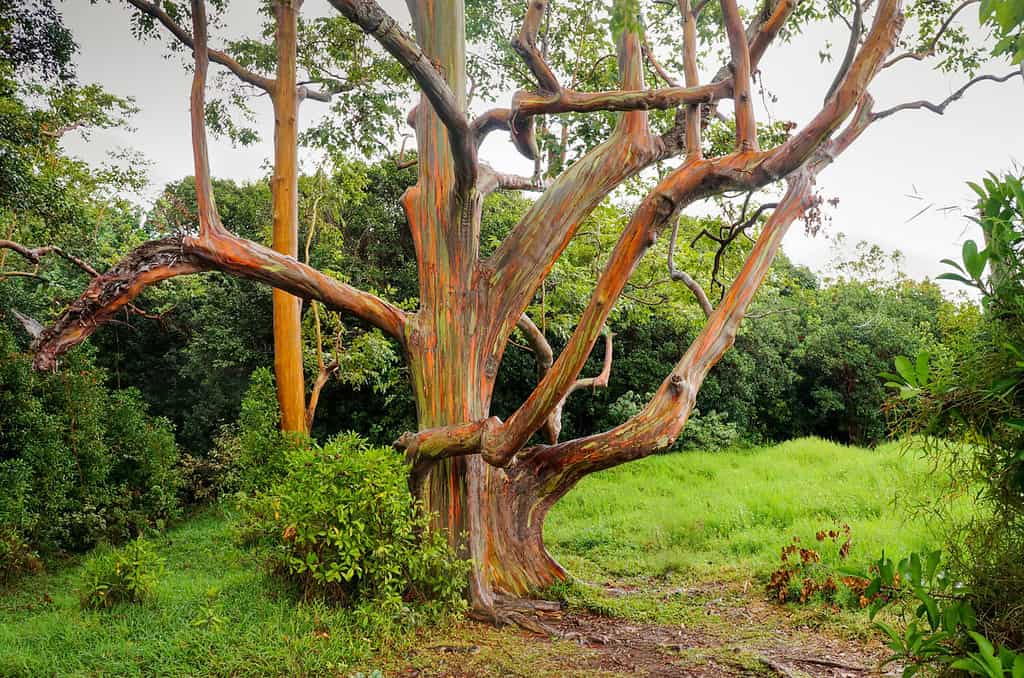 How to Grow a Rainbow Eucalyptus - Your Very Own 