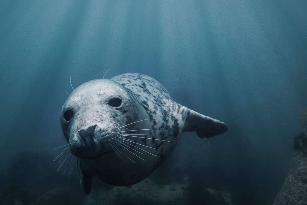 Discover the 15 Strongest Bite Forces of Animals Found in England