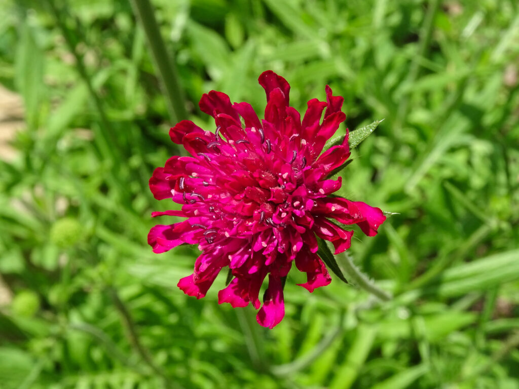 The 12 Most Colorful Fall-Blooming Flowers in Colorado