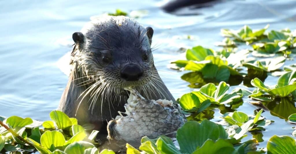 Discover the 15 Strongest Bite Forces of Animals Found in England