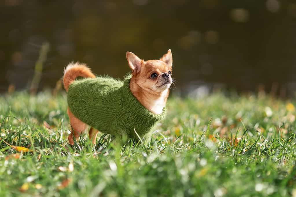 7 Reasons You Should Never Dress Your Dog in Clothes