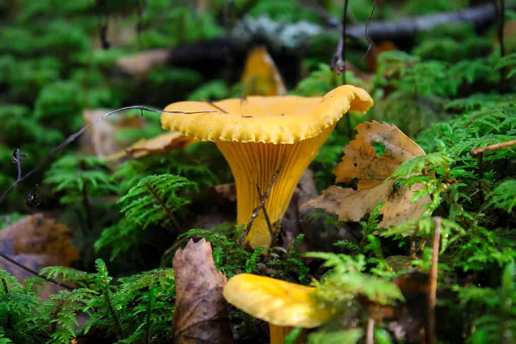 Mushroom Hunting in Alabama: A Complete Guide