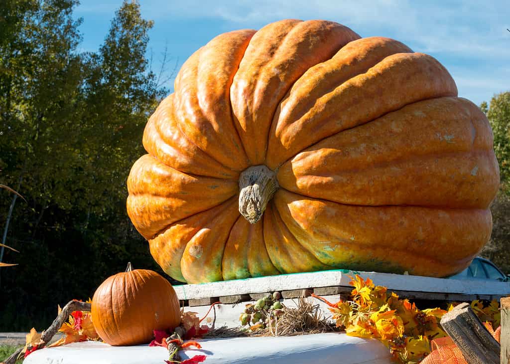 6 Clear Signals Your Pumpkins Are Ready to Be Harvested (Plus Tips on Storing Them) 