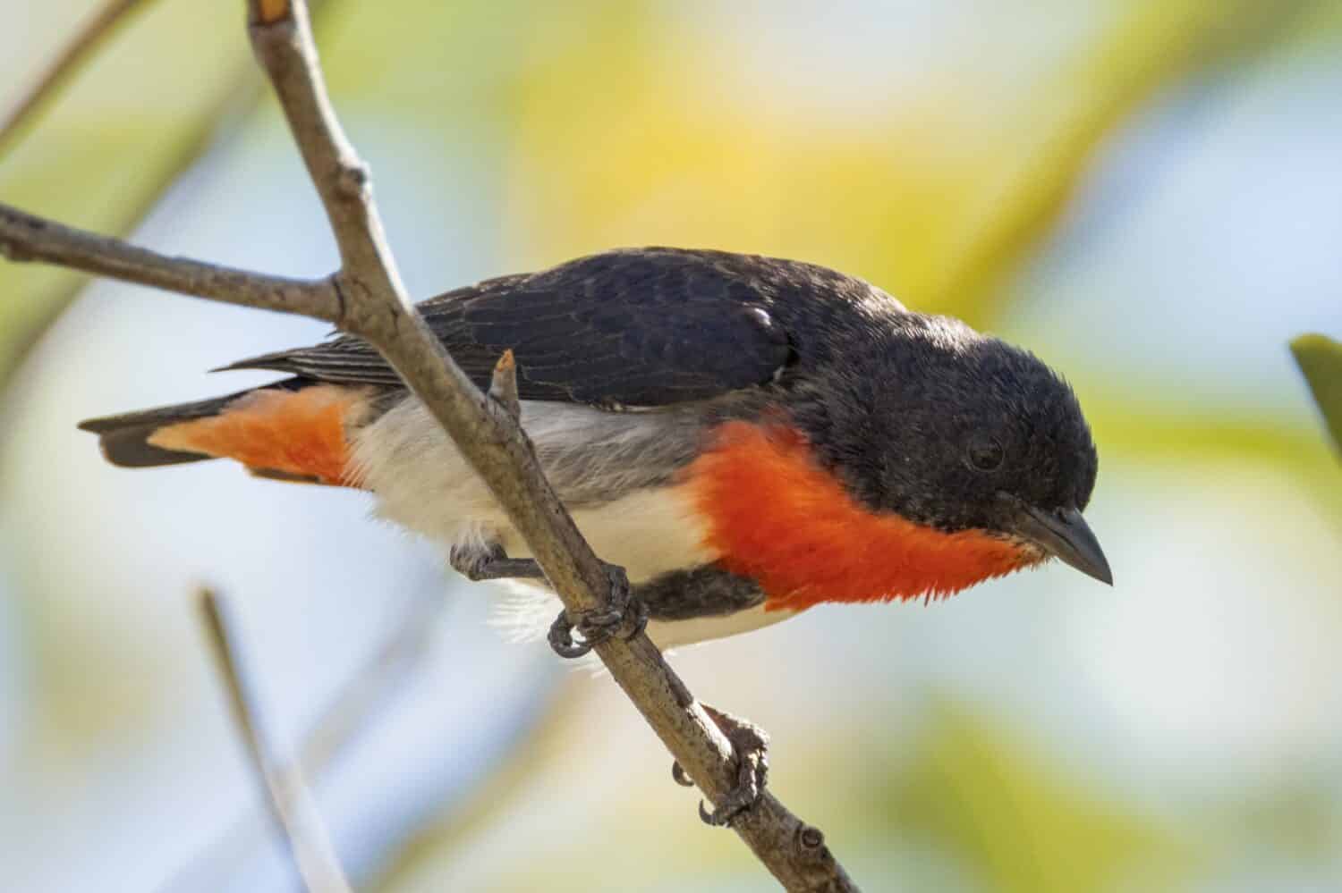 12 Amazing Animals You'll Find Near Australia's Legendary Ayers Rock (Uluru)