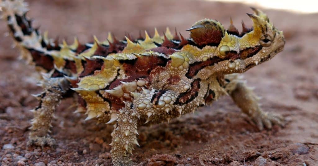 12 Amazing Animals You'll Find Near Australia's Legendary Ayers Rock (Uluru)