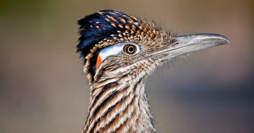 How Fast Do Roadrunners Run? Can They Also Fly?