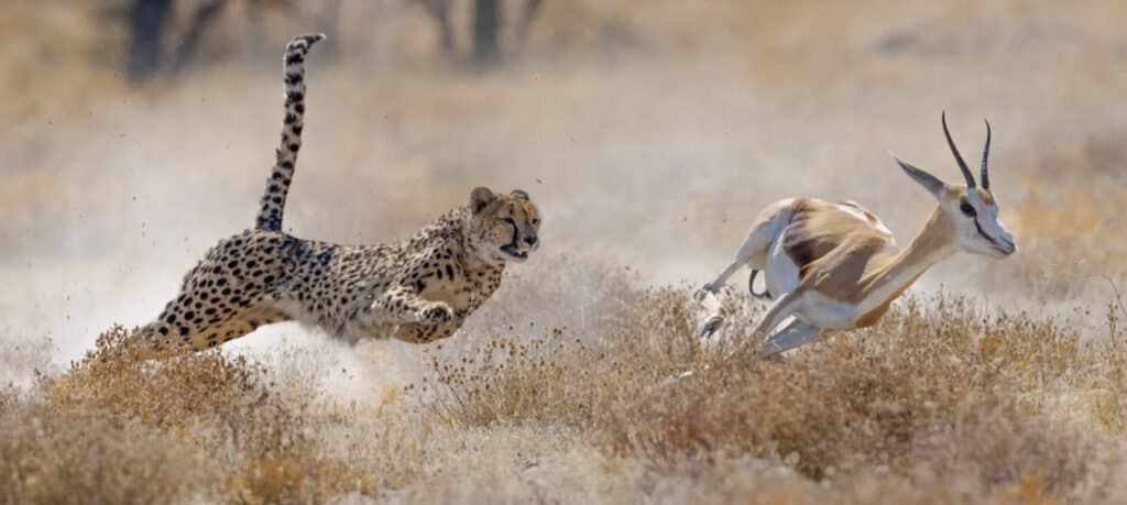 Mother Cheetah Ambushes an Impala but Leaves It for Her Cub to Practice Its Hunting