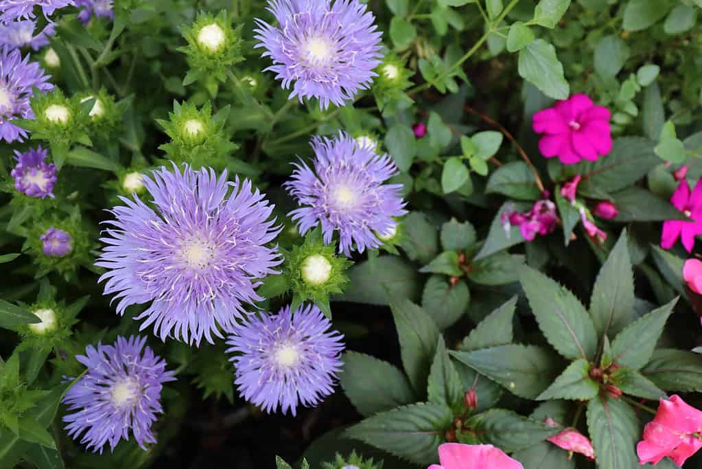 The 12 Most Colorful Fall-Blooming Flowers in Colorado