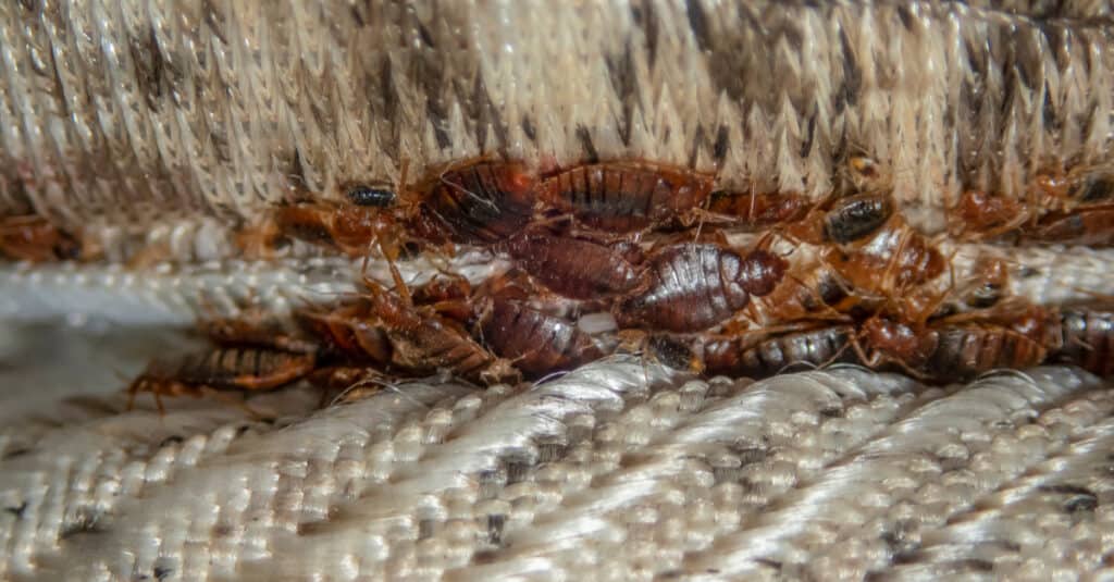 Does Baking Soda Kill Bed Bugs? 9 Important Things to Know Before Using It