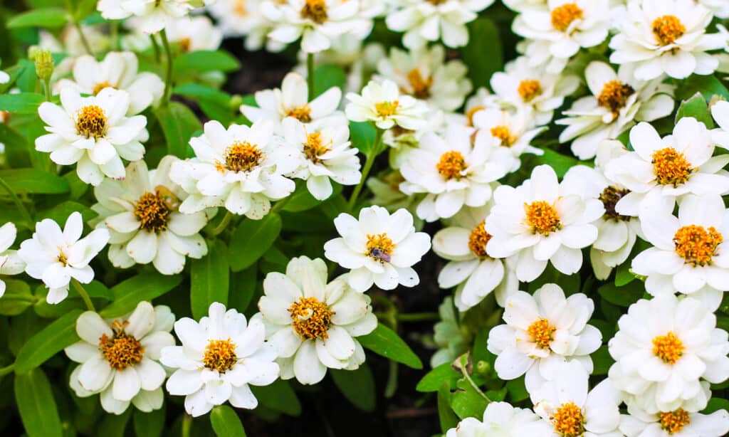 The 12 Most Colorful Fall-Blooming Flowers in Colorado