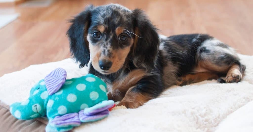 Are Dachshunds the Most Troublesome Dogs? 19 Common Complaints About Them 