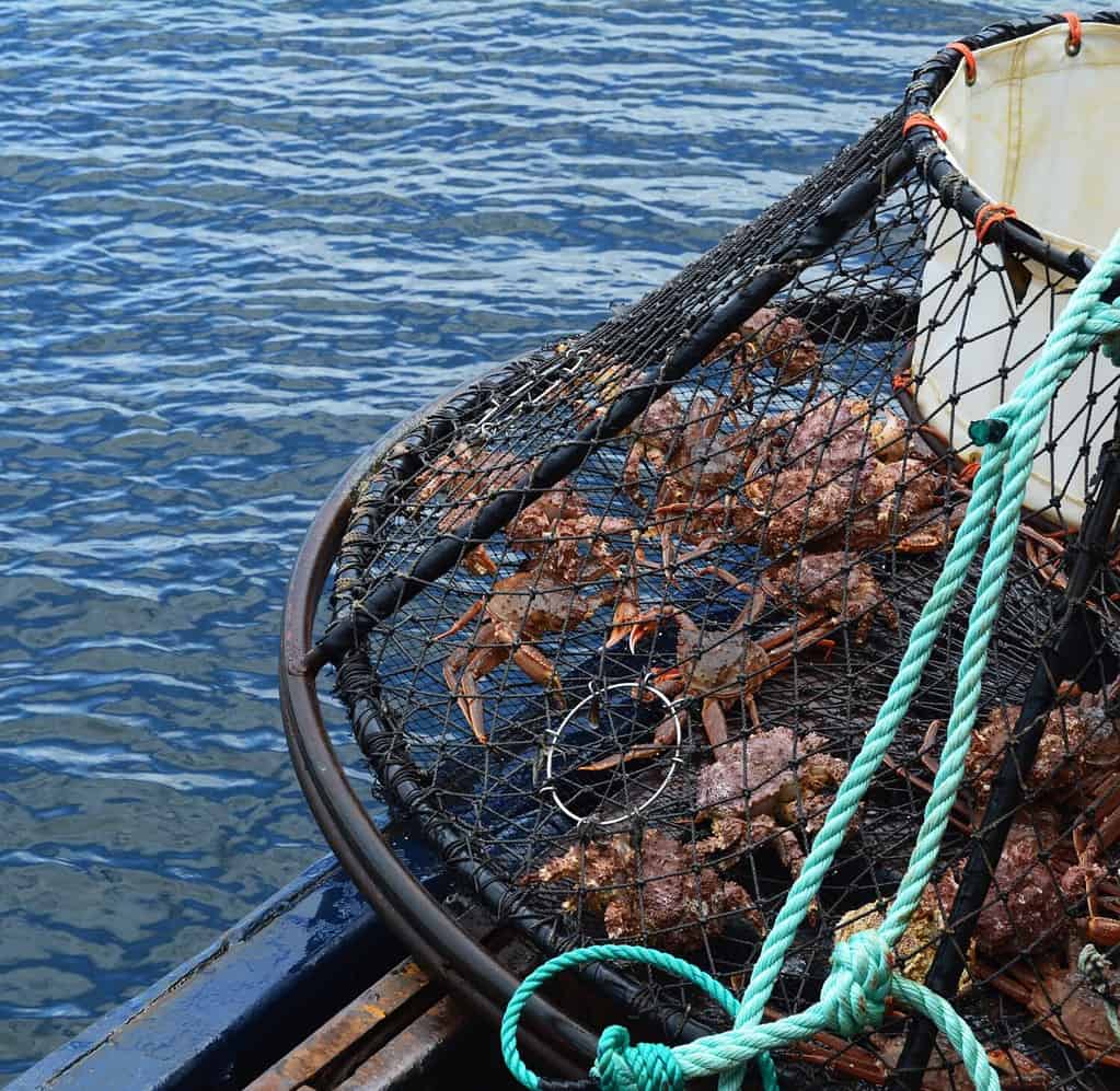 Alaska Crabbing Season: Timing, Bag Limits, and Other Important Rules