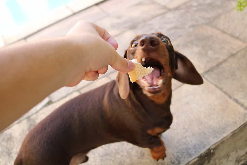 Are Dachshunds the Most Troublesome Dogs? 19 Common Complaints About Them 