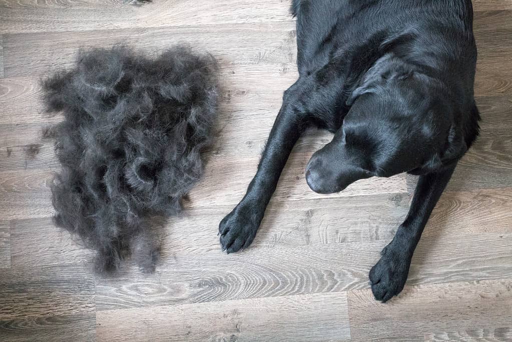 7 Reasons You Should Never Dress Your Dog in Clothes