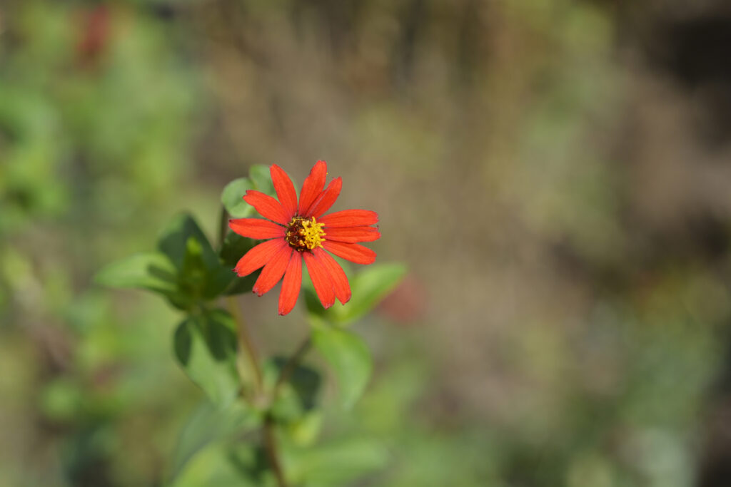 The 12 Most Colorful Fall-Blooming Flowers in Colorado