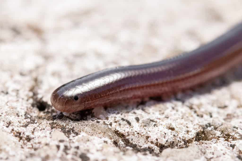 3 Invasive Snakes in New South Wales