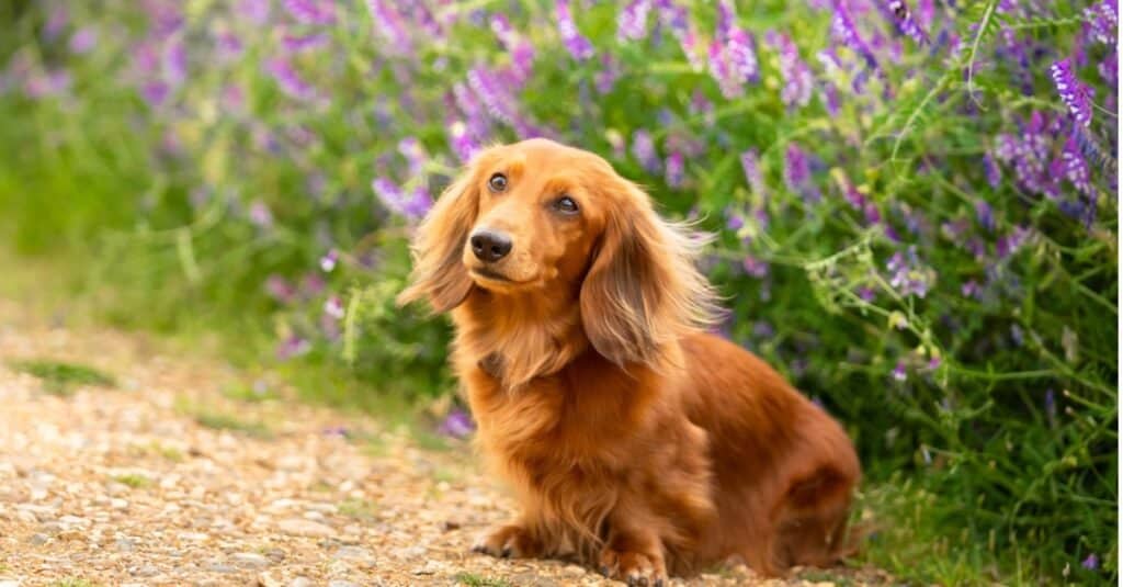 Are Dachshunds the Most Troublesome Dogs? 19 Common Complaints About Them 