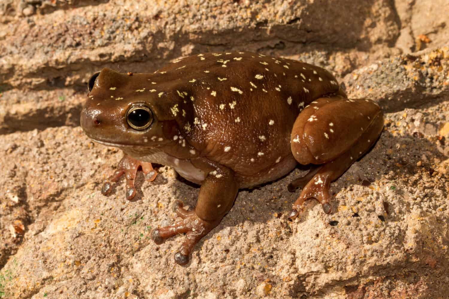 12 Amazing Animals You'll Find Near Australia's Legendary Ayers Rock (Uluru)