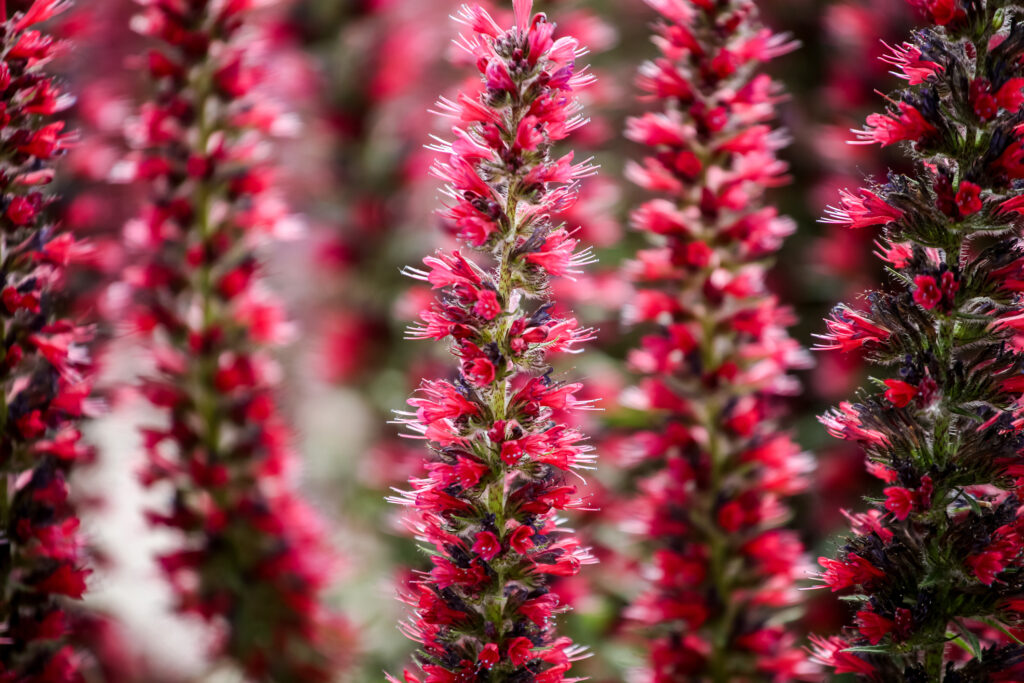 The 12 Most Colorful Fall-Blooming Flowers in Colorado