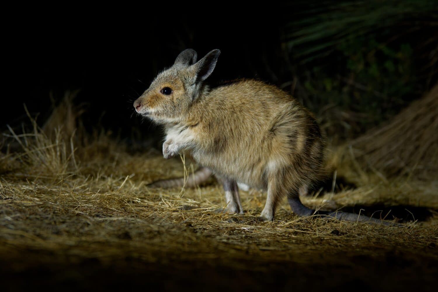 12 Amazing Animals You'll Find Near Australia's Legendary Ayers Rock (Uluru)