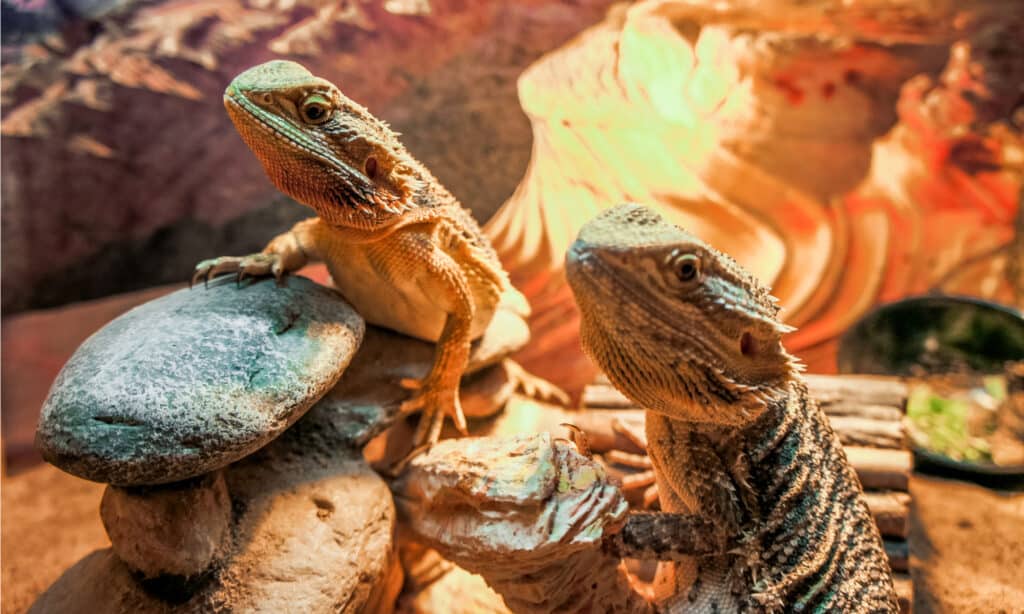 10 Great and Safe Toys for a Happy Bearded Dragon