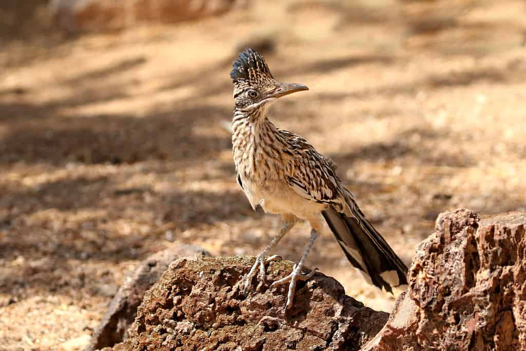 How Fast Do Roadrunners Run? Can They Also Fly?