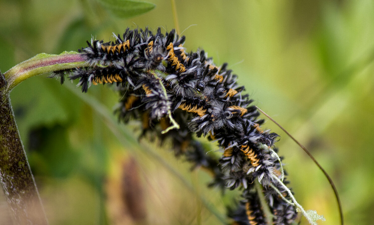 The 15 Most Common Moths You'll Find in Texas