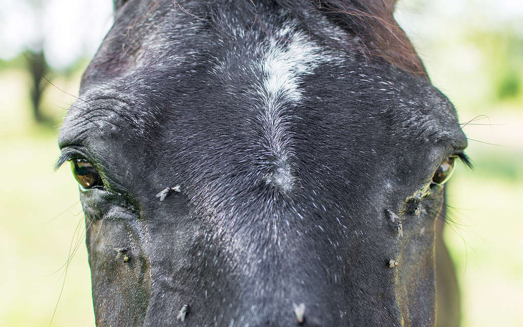 6 Common Reasons Owners and Trainers Cover Horses' Eyes