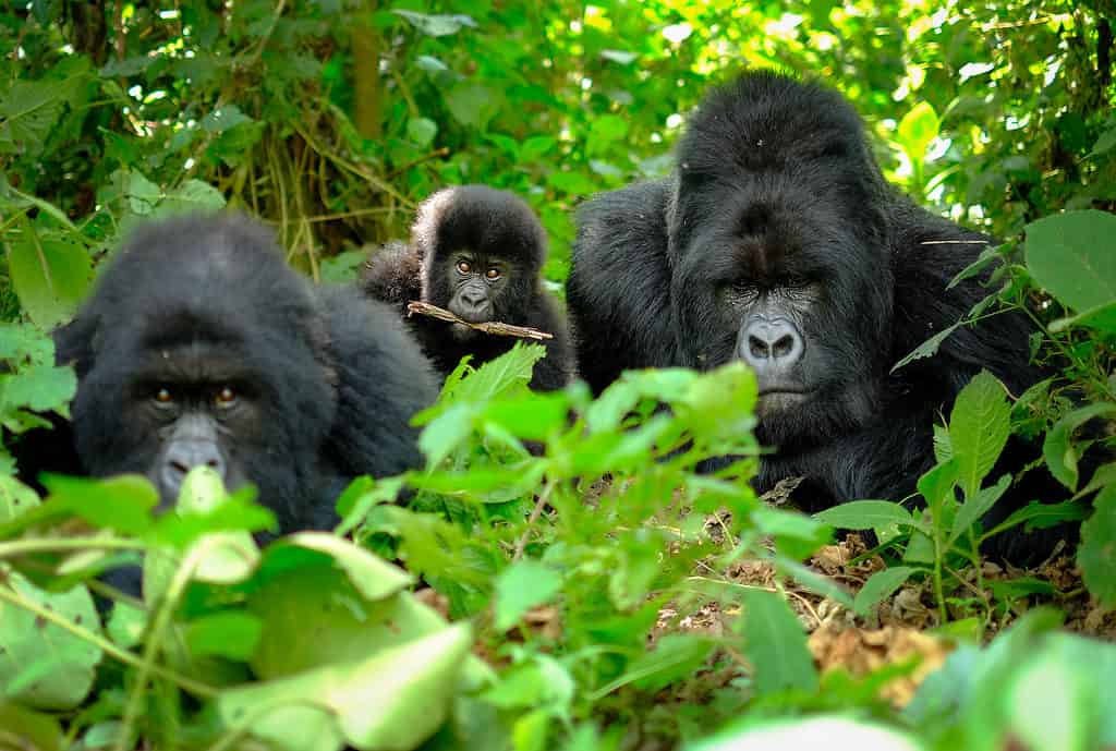 Wild Gorillas Heard Singing While Enjoying Their Dinner In a Tarzan Like Scene